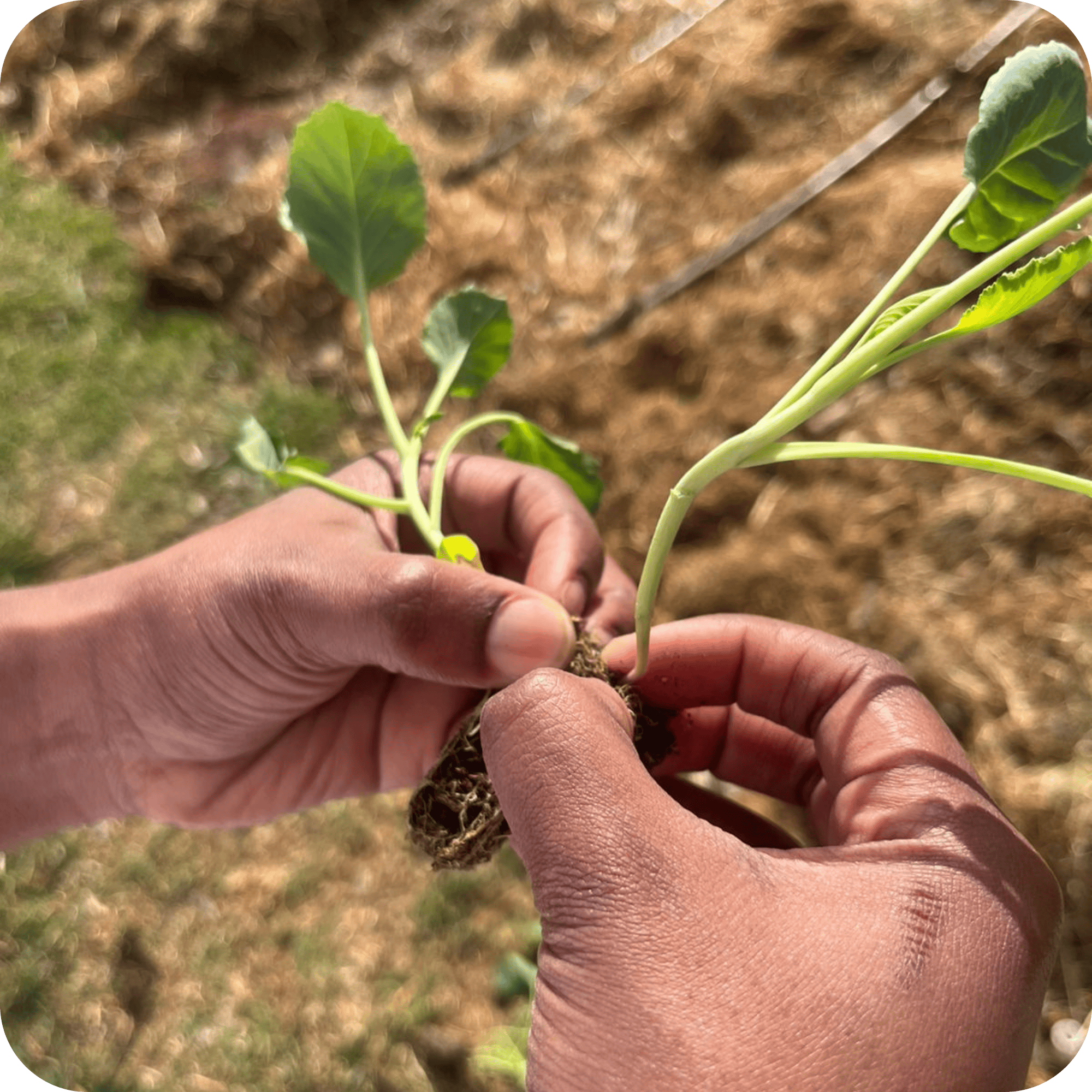 plant a tree with .pt